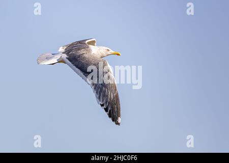 Yellow-legged Gull (Larus michahellis) en vol Banque D'Images