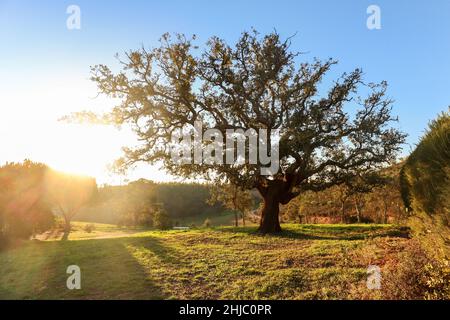 Vieux chêne de liège (Quercus suber) au soleil de soir au début du printemps, Alentejo Portugal Europe Banque D'Images