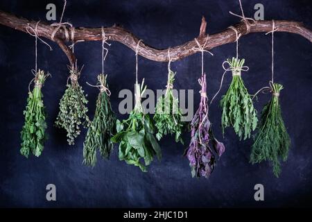 Des petits pains suspendus aux herbes fraîches comestibles variées sur une barre transversale en bois incurvée, gros plan sur fond noir Banque D'Images