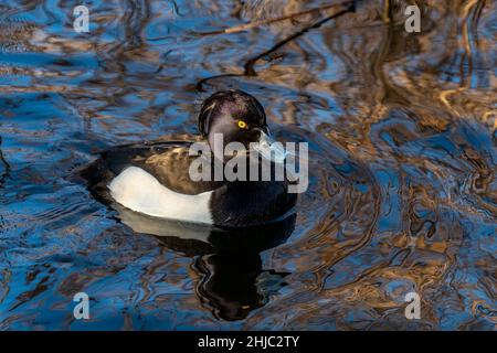 Un canard touffeté mâle sur l'eau sous faible lumière du soir Banque D'Images