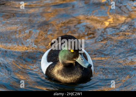 Un canard touffeté mâle sur l'eau sous faible lumière du soir Banque D'Images