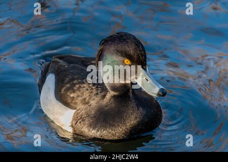 Un canard touffeté mâle sur l'eau sous faible lumière du soir Banque D'Images