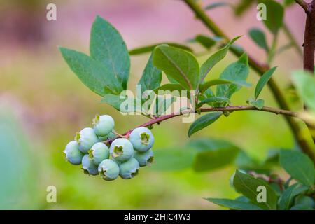 Mûrissement des myrtilles poussant sur la brousse.Bleuets (Vaccinium uliginosum).Des baies vertes mûres sur les branches d'une brousse.Gros plan Banque D'Images