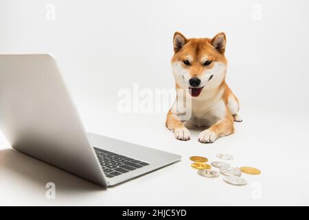 pièces de monnaie argentées et dorées près de l'ordinateur portable et du chien shiba inu allongé sur un fond gris clair Banque D'Images