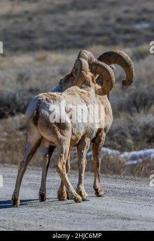 Mouton de Bighorn des montagnes Rocheuses, Ovis canadensis, dans la réserve nationale d'élans, Jackson Hole, Wyoming, États-Unis Banque D'Images