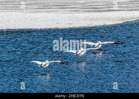 Pélicans blancs d'Amrican, Pelecanus erythrorhynchos, en vol au-dessus de la rivière Snake dans le parc national de Grand Teton, Wyoming, États-Unis Banque D'Images