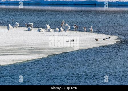 Pélicans blancs américains, Pelecanus erythrorhynchos, se reposant le long de la rivière Snake dans le parc national de Grand Teton, Wyoming, États-Unis Banque D'Images