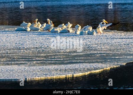 Pélicans blancs américains, Pelecanus erythrorhynchos, se reposant le long de la rivière Snake dans le parc national de Grand Teton, Wyoming, États-Unis Banque D'Images