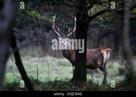 Cerf rouge sauvage dans la réserve naturelle de Mésola, Ferrara, Italie - c'est une espèce protégée autochtone, le cerf de Mésola, le dernier en territoire italien - Banque D'Images