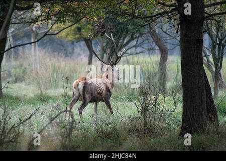 Cerf rouge sauvage dans la réserve naturelle de Mésola, Ferrara, Italie - c'est une espèce protégée autochtone, le cerf de Mésola, le dernier en territoire italien - Banque D'Images