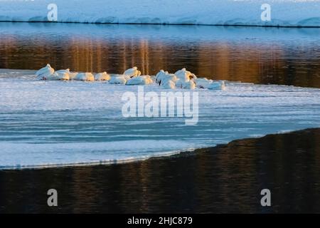 Pélicans blancs américains, Pelecanus erythrorhynchos, se reposant le long de la rivière Snake dans le parc national de Grand Teton, Wyoming, États-Unis Banque D'Images