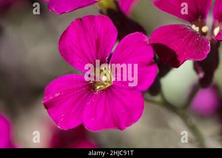 Aubrieta Gloria, une fleur rose foncé d'Aubretia, fleurit dans un jardin de rochers en été, vue rapprochée Banque D'Images