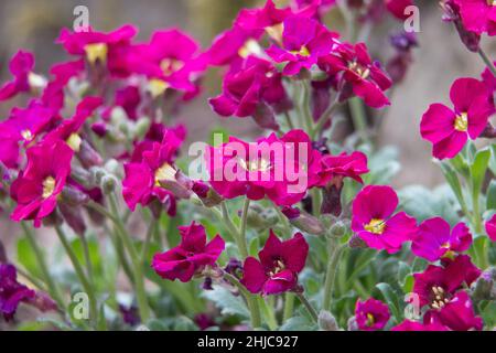 Une grappe de fleurs d'Aubretia rose foncé, Aubrieta Gloria, fleurit dans un jardin de rochers en été, vue latérale Banque D'Images