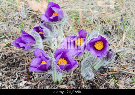 Des gouttes de neige violets en gros plan, en gouttes d'eau après la pluie sur un fond naturel défoqué.La focalisation sélective, le concept de ressort Banque D'Images