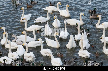 WhOPPER swans bernaches du Canada et canards colverts au centre de la zone humide de Caervalerock Dumfries et Galloway Scotland Banque D'Images
