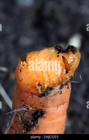 Racine de carotte détruite par les larves d'Elateridae - cliquez sur la famille des coléoptères appelée vers-fils. Banque D'Images