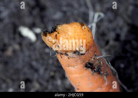 Racine de carotte détruite par les larves d'Elateridae - cliquez sur la famille des coléoptères appelée vers-fils. Banque D'Images