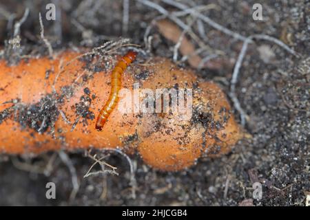 Racine de carotte détruite par les larves d'Elateridae - cliquez sur la famille des coléoptères appelée vers-fils. Banque D'Images