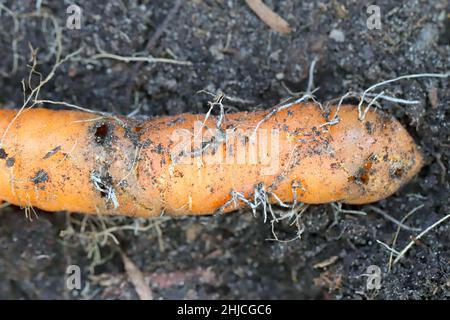 Racine de carotte détruite par les larves d'Elateridae - cliquez sur la famille des coléoptères appelée vers-fils. Banque D'Images