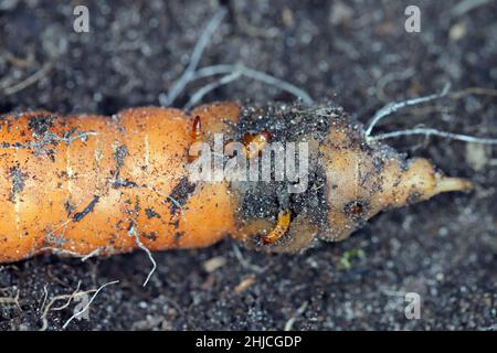 Racine de carotte détruite par les larves d'Elateridae - cliquez sur la famille des coléoptères appelée vers-fils. Banque D'Images