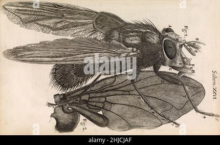 Gravure d'une mouche bleue agrandie par Robert Hooke, 1665. Hooke (1635-1703) était conservateur des expériences de la Royal microscopique Society of London, fondée en 1660. Il a utilisé un microscope composé pour voir une large gamme de spécimens, puis a dessiné et publié les résultats de ses observations remarquablement détaillées. Certaines illustrations de Micrographia ont été soi-disant faites par Christopher Wren, l'architecte. Hooke est mieux rappelé pour sa découverte de l'unité fondamentale de la vie, la cellule, basée sur ses observations d'une section de liège. Banque D'Images