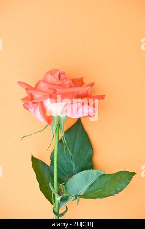 Couleur rose saumon Banque D'Images