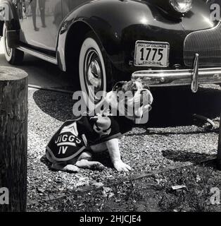 Le Sergent Jiggs IV, 26 mai 1942 visite la voiture du commandant au siège du corps à Washington, DC quatrième de sa célèbre ligne de mascottes de bouledogue, Jiggs est le sergent officiel Leatherneck (honoraire) à Quantico, base de Virginie.Aucun photographe reconnu (rogné et nettoyé). Banque D'Images