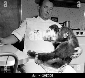 Enos avec son maître buvant de la tasse.Enos (d.Le 4 novembre 1962) a été le chimpe de 2nd lancé dans l'espace et le premier à atteindre l'orbite de la Terre.Le vol d'Enos a eu lieu le 29 novembre 1961.Son entraînement était plus intense pour lui que pour son prédécesseur Ham, parce qu'Enos a été exposé à l'apesanteur et à une GS plus élevée pendant de plus longues périodes de temps.Sa formation comprenait des instructions psychomotrices et des vols d'avion.Enos est mort de dysenterie liée à la shigellose, qui était résistante aux antibiotiques connus à l'époque.Les pathologistes n'ont signalé aucun symptôme qui pourrait être attribué ou lié à son vol spatial. Banque D'Images