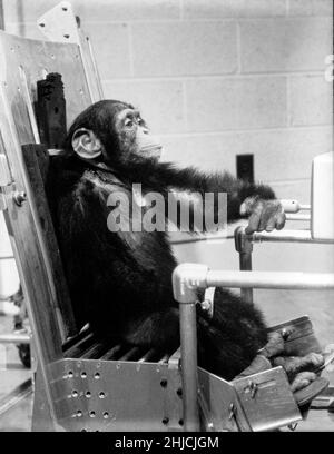 Chimpanzé Ham pendant l'activité de vol avec l'un de ses maîtres avant le vol d'essai Mercury-Redstone 2.Le 31 janvier 1961, un lancement Mercury-Redstone à partir de Cape Canaveral a porté le chimpanzé, Ham, sur une distance de plus de 400 miles dans une trajectoire voûtée qui a atteint un sommet de 158 miles au-dessus de la Terre.La mission a été couronnée de succès et Ham a bien effectué sa tâche de traction de levier en réponse au feu clignotant.La NASA a utilisé des chimpanzés et d'autres primates pour tester la capsule Mercury avant de lancer le premier astronaute américain Alan Shepard en mai 1961. Banque D'Images