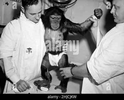 Ham le chimp avec des bio-capteurs attachés à son corps est réadié par des maîtres pour son voyage dans le vaisseau spatial Mequry-Redstone 2.Le 31 janvier 1961, un lancement Mercury-Redstone à partir de Cape Canaveral a porté le chimpanzé, Ham, sur une distance de plus de 400 miles dans une trajectoire voûtée qui a atteint un sommet de 158 miles au-dessus de la Terre.La mission a été couronnée de succès et Ham a bien effectué sa tâche de traction de levier en réponse au feu clignotant. Banque D'Images