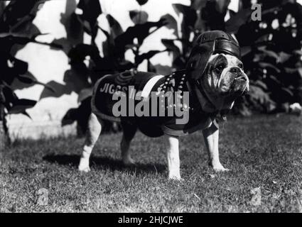 Sergent Jiggs II, vers 1928.Jiggs II (22 septembre 1925 - 30 mars 1937), également connu sous le nom de Silent White Richard, était le deuxième d'un certain nombre de Bulldogs anglais à servir de mascottes du corps des Marines des États-Unis.Il succéda à la mascotte originale, Jiggs, après la mort de ce chien en 1927.Aucun photographe reconnu (rogné et nettoyé). Banque D'Images