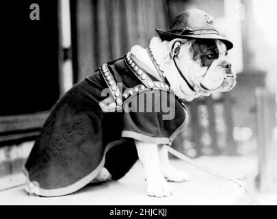 Sergent Jiggs II, vers 1928.Jiggs II (22 septembre 1925 - 30 mars 1937), également connu sous le nom de Silent White Richard, était le deuxième d'un certain nombre de Bulldogs anglais à servir de mascottes du corps des Marines des États-Unis.Il succéda à la mascotte originale, Jiggs, après la mort de ce chien en 1927.Aucun photographe reconnu (rogné et nettoyé). Banque D'Images