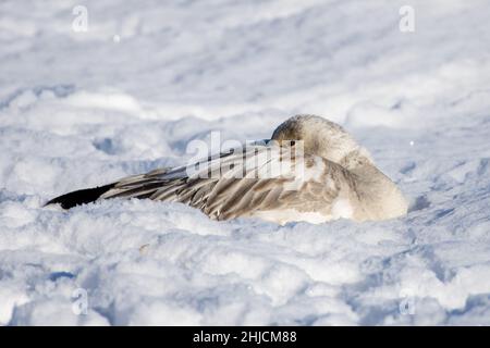L'oie des neiges (Anser caerulescens) se reposant dans la neige au soleil Banque D'Images
