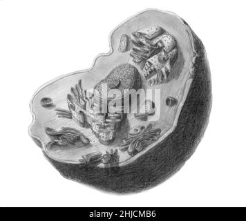 Illustration de la cellule animale.La cellule a un noyau en son centre, qui contient de la chromatine constituée d'ADN, et un nucléole, composé d'ARN et de protéines.Autour du noyau, nous trouvons le réticulum endoplasmique, puis l'appareil de Golgi, les mitochondries, les centrioles et enfin le cytosquelette qui structure la cellule.Les vésicules permettent le passage de diverses substances dans et hors de la cellule. Banque D'Images