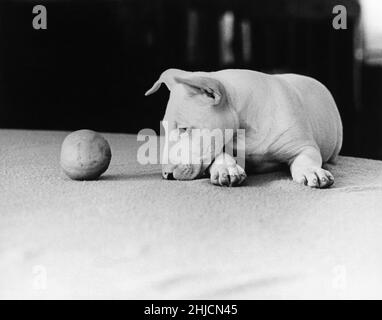 Un Bull-terrier anglais de cinq mois garde l'œil sur le ballon. Banque D'Images