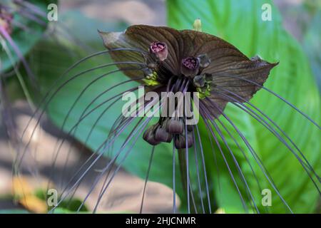 La fleur de chauve-souris noire ou Tacca chantrieri poussent sauvages dans la forêt tropicale, en Asie du Sud Banque D'Images