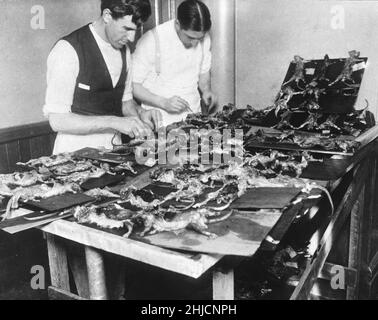 Deux hommes disséquant des rats ont cloué au zona à San Francisco, en Californie, pendant la deuxième épidémie de peste bubonique de 1907-1908.La première, centrée sur Chinatown, fut en 1900-1904, la première épidémie de peste dans le continent américain. Banque D'Images