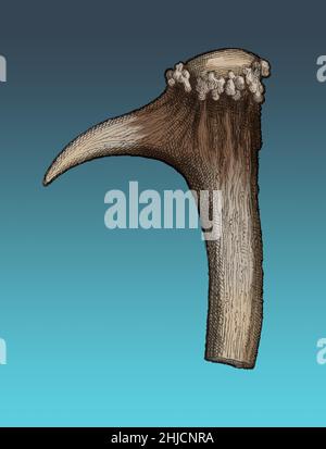 Outil de jardinage fait de staghorn de l'illustration de Boucher de Perthes. Jacques Boucher de Crèvecoeur de Perthes (10 septembre 1788 - 5 août 1868) était un archéologue français et un antiquaire remarquable pour sa découverte, vers 1830, d'outils de fint dans les graviers de la vallée de la somme. Aujourd'hui, les axes de la main du district de la rivière somme sont largement acceptés pour avoir au moins 500 000 ans et donc le produit des populations de Neanderthal, alors que certaines autorités pensent qu'elles ont peut-être aussi vieux qu'un million d'années et donc associées à Homo erectus. Image prise de l'homme primitif par Louis Figuier, 187 Banque D'Images