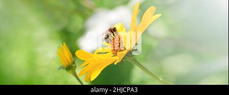Abeille et fleur.Bannière.Gros plan d'une abeille rayée collectant du pollen sur une fleur jaune lors d'une journée ensoleillée.Une abeille recueille le miel d'une fleur.Somme Banque D'Images