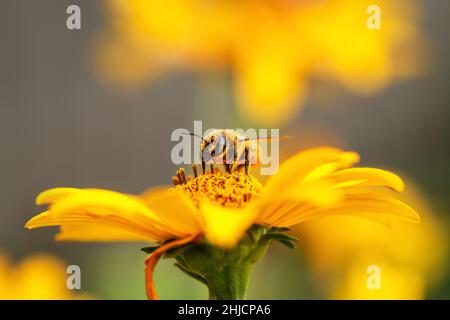 Abeille et fleur.Gros plan d'une grande abeille rayée collectant du pollen sur une fleur jaune lors d'une journée ensoleillée.Photographie macro-horizontale.Été et s Banque D'Images