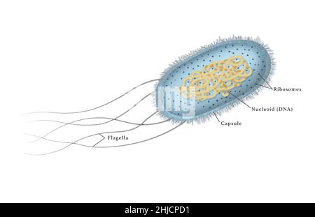 Illustration de la bactérie Escherichia coli ou E. coli.E. coli est une bactérie en forme de tige, que l'on retrouve couramment dans l'intestin inférieur des organismes à sang chaud.Certaines souches peuvent provoquer une intoxication alimentaire chez les humains. Banque D'Images