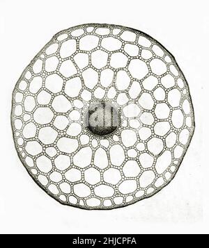 Tige de section de la queue de Mare (Hippuris vulgaris). Agrandissement : 14 fois. Hippuris vulgaris est une plante aquatique commune d'Eurasie et d'Amérique du Nord. Photomicrograph réalisé par Arthur E Smith au début des années 1900, à l'aide d'un microscope et d'une caméra combinés. En 1904, la Royal Society de Londres expose au public une série de photomicrographes de Smith. Ils ont été publiés en 1909 dans un livre intitulé « nature through Microscope & Camera ». Ils étaient les premiers exemples de photomicroscopie que beaucoup avaient jamais vu. Banque D'Images