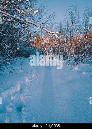 L'ombre d'un humain et d'un humain profond suit dans la neige sur un coucher de soleil en hiver.Randonnée dans une forêt enneigée. Banque D'Images