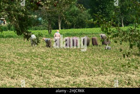 Femmes travaillant dans un champ de légumes du pays Turquie Banque D'Images