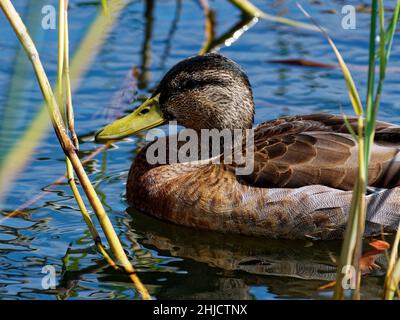 Mallard , Wild Duck , Newport, pays de Galles du Sud, Royaume-Uni Banque D'Images