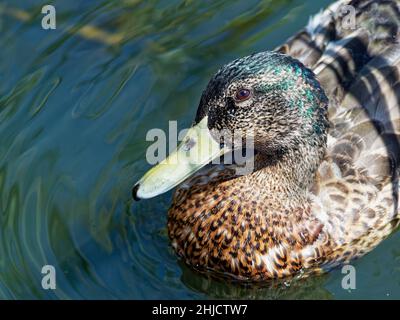 Mallard , Wild Duck , Newport, pays de Galles du Sud, Royaume-Uni Banque D'Images