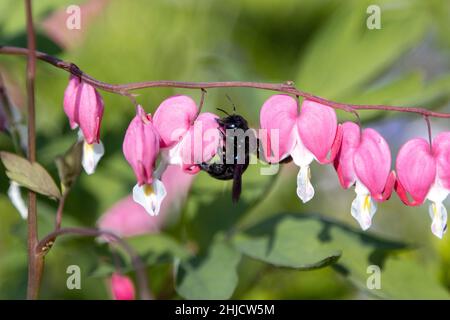 Une grosse abeille en bois bleu recherche du pollen sur une fleur de coeur, Lamprocapnos spectabilis. Banque D'Images