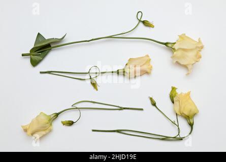 Fleurs d'eustoma blanches en arrangement avec fond blanc Banque D'Images