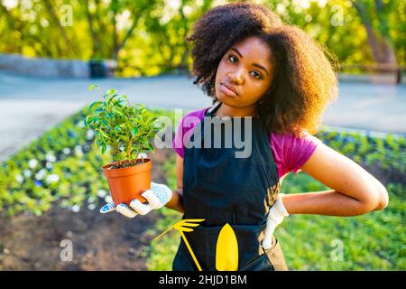 brésilienne défraîchie femme tenant un petit arbre dans le pot et regardant triste coucher de soleil extérieur Banque D'Images