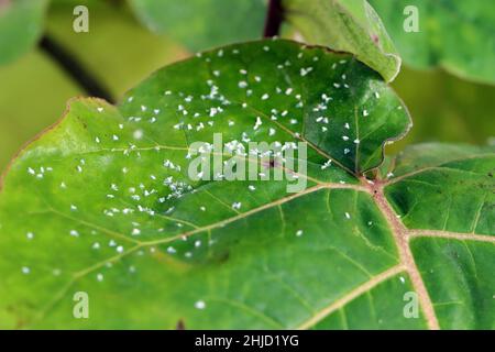 La feuille blanche de Silverleaf, Bemisia tabaci (Hemiptera: Aleyrodidae) tué par un insecticide à base d'huiles naturelles sur une feuille. Banque D'Images